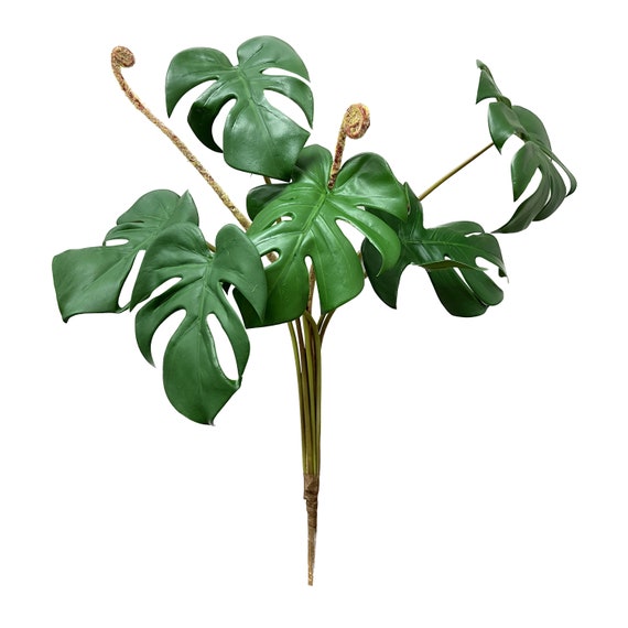 wie groß wird monstera monkey leaf Monstera Monkey Leaf – Trendige Zimmerpflanze mit Lochblättern main image 1