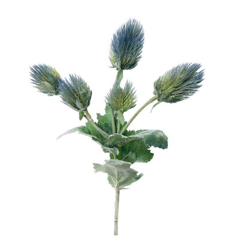 Puede incluir: Un ramo de flores de cardo azul y verde sobre un fondo blanco.