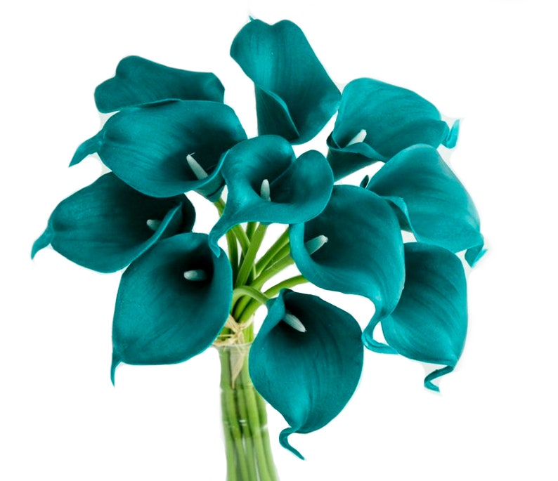 May include: A bouquet of teal calla lilies with smooth, trumpet-shaped petals and prominent white spadices. The flowers are arranged in a cluster with green stems gathered together at the base, creating a vibrant and uniform floral display.