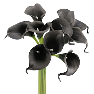 May include: A bouquet of black calla lilies with green stems. The flowers are arranged in a cluster, with the stems extending downwards.