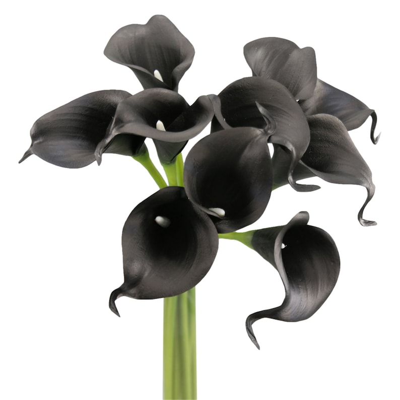 May include: A bouquet of black calla lilies with green stems. The flowers are arranged in a cluster, with the stems extending downwards.