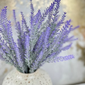 Pack of 6 Bushes-Frosty lavender bush