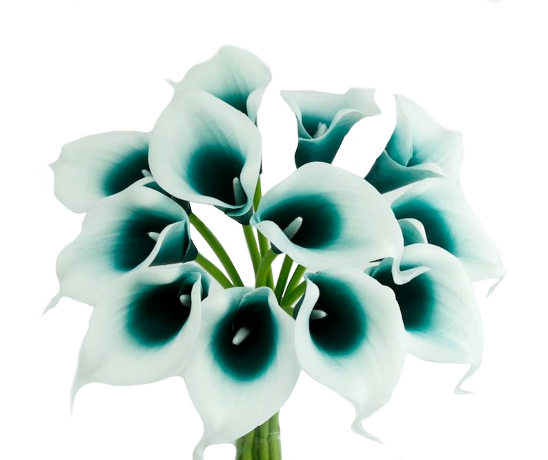 May include: A bouquet of artificial calla lilies featuring trumpet-shaped blooms with a gradient color transition from white at the outer edges to a deep teal at the center. Each flower has a central spadix and is attached to green stems.