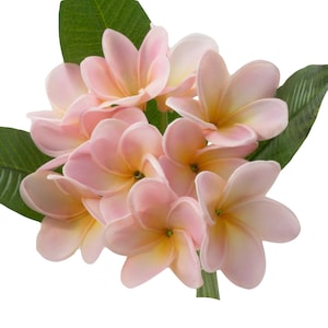 May include: A bouquet of pink plumeria flowers with green leaves. The flowers have a delicate, tropical feel.