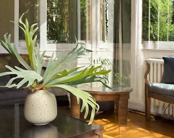 Premium Quality Frosty Lifelike Staghorn Fern-tropical arrangement home decor greenery wallart