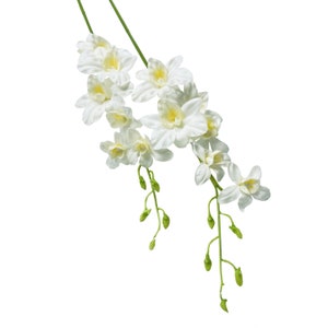 May include: A bunch of white orchid flowers with green stems and buds.