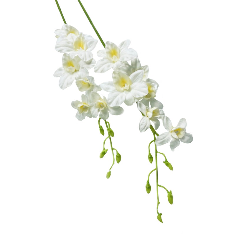 May include: A bunch of white orchid flowers with green stems and buds.