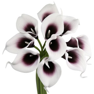 1-2 Day processing GA,USA-Real touch calla lilies Plum Picasso Plum