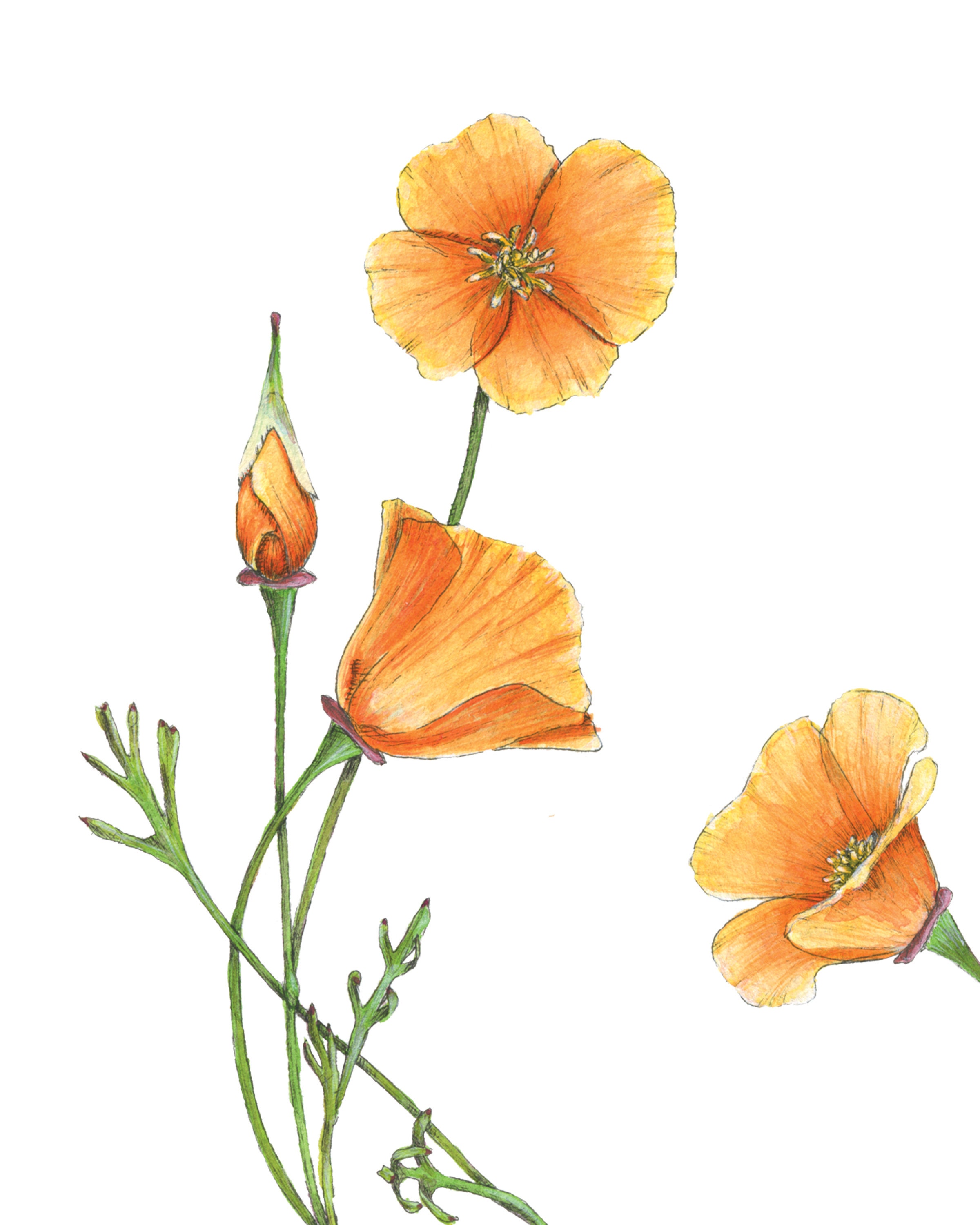 California Poppy Drawing ~ Botanical California Poppy Drawing Drawings ...