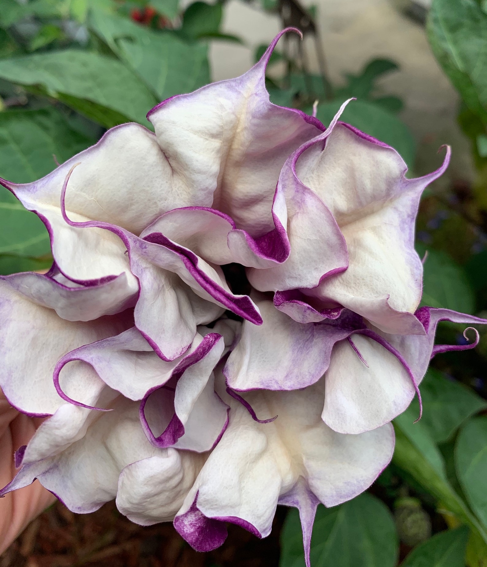 Rare Double Purple Datura Angel Trumpet Plant Seeds 20 per Etsy