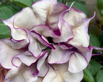 Rare Double Purple Datura Trumpet plant Seeds 20 count Devils Trumpet