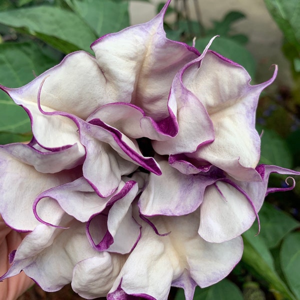 Rare Double Purple Datura Trumpet plant Seeds 20 count