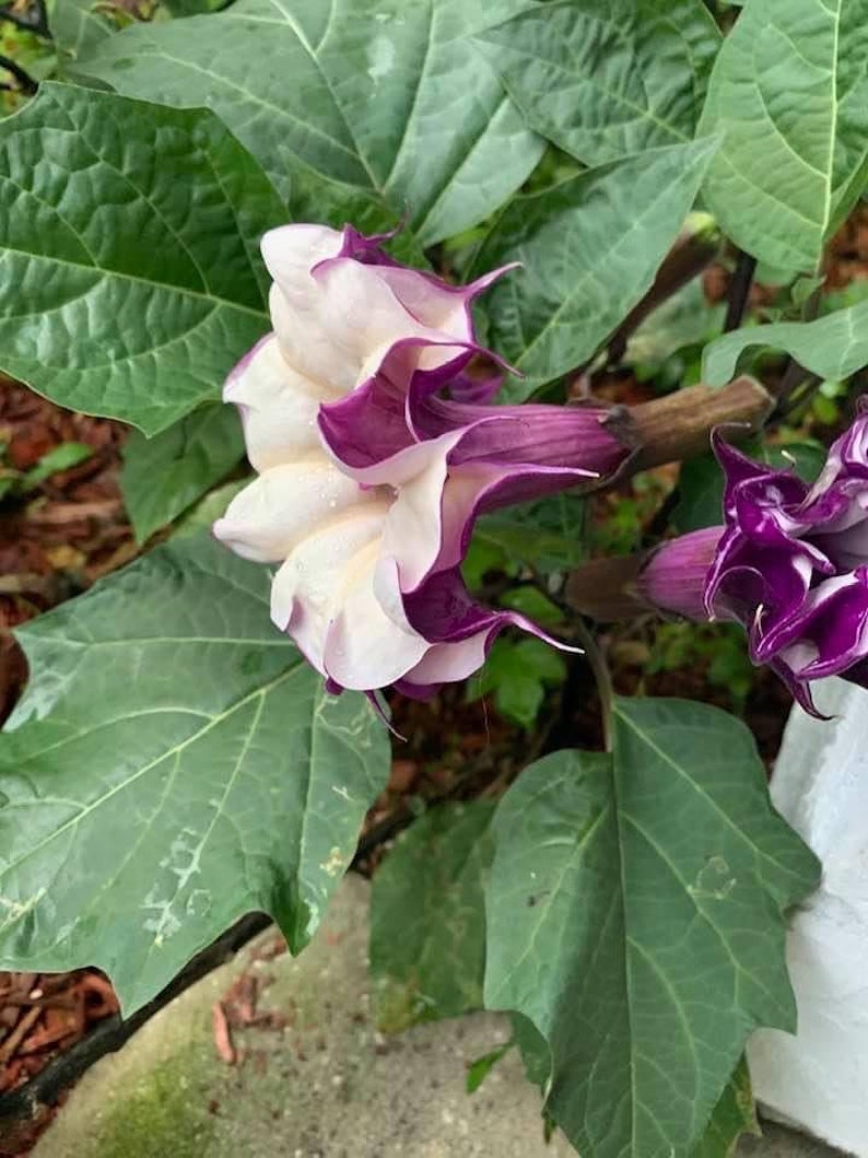 Purple Angel Trumpet plant Seeds 20 per pack Etsy