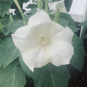 Rare White Moonflower Devil Trumpet Datura Seeds
