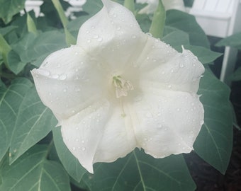 Rare White Moonflower Devil Trumpet Datura Seeds