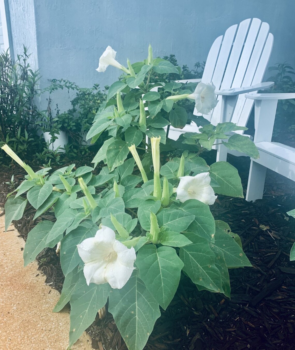 Rare White Moonflower Devil Trumpet Datura Seeds Etsy