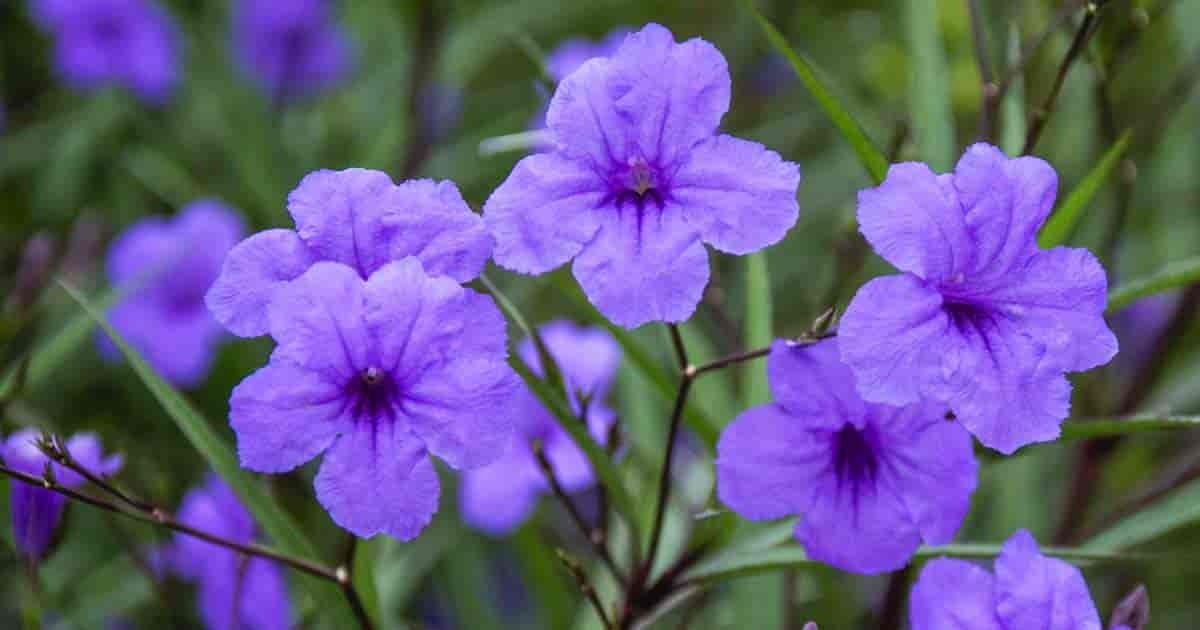 Mexican Petunia Purple Flower Rooted Plant Live plant Easy to grow! Perennial