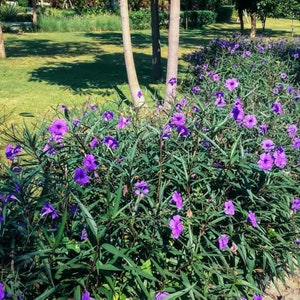 May include: A close-up of a bed of purple flowers with green leaves. The flowers are in bloom and the leaves are lush and green.