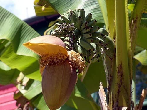 Tropical Seeds -Burmese Blue Banana - Musa itinerans 5 Seeds