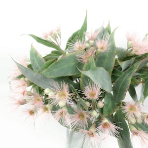 Flor de eucalipto en tonos verde y rosa, 53 cm de alto / Flores nativas australianas / Decoración floral para el hogar / Arreglos florales artificiales en Australia