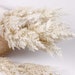 Reed Pampas Grass Spray in Cream 83cmH, Artificial Faux Flowers, Home Party Decor, DIY Flower Arranging | Flowers Australia 