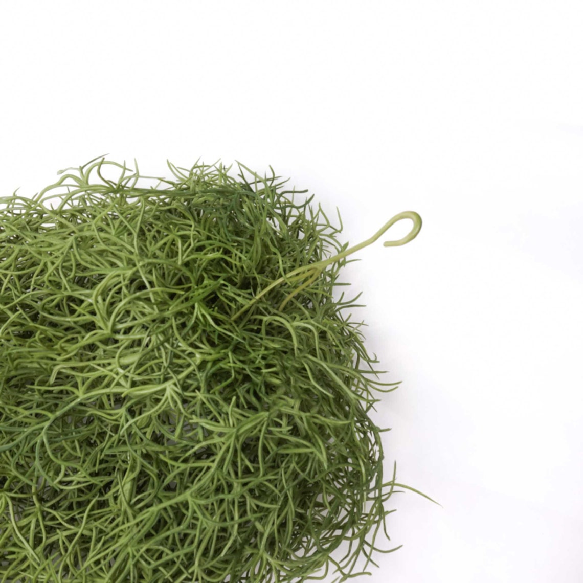 Spanish Moss Hanging Garland 75cmh in Green Artificial Etsy