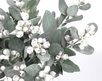 May include: A bunch of eucalyptus stems with silver-grey leaves and white berries.