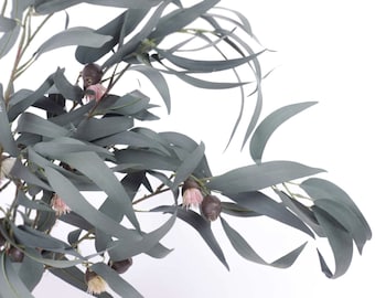 May include: A sprig of eucalyptus with green leaves and small pink flowers.