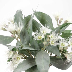 Eucalyptus Flower Gum in Cream Green 53cmH | Australian Native Flowers | Flower Home Decor | Artificial Flower Arrangements Australia