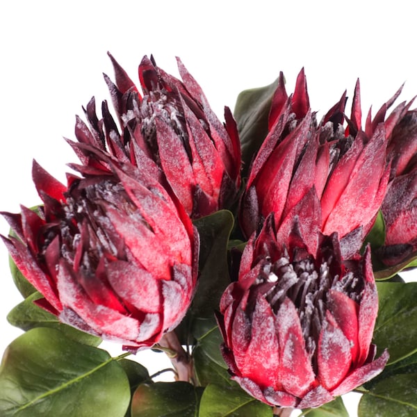 Big Size Protea King Stem in Burgundy 60cmH | Australian Native Artificial Flowers | Home Party Decor | DIY Flower Arranging