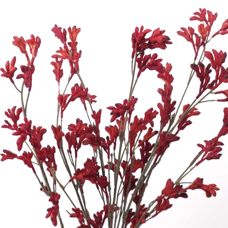 Kangaroo Paw Spray in Red 85cmh Australian Native Flowers - Etsy Australia