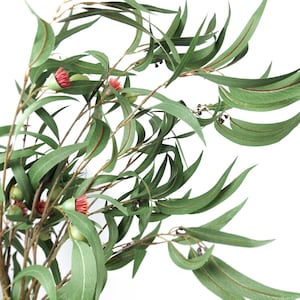 May include: Artificial eucalyptus branch with green leaves and pink flowers. The branch is ideal for adding a touch of greenery to any space.