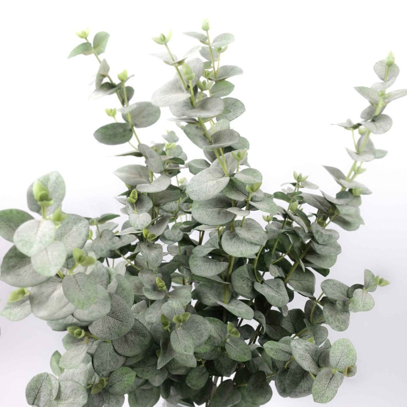 Eucalyptus Long Spray in Green 105cmh Native Flowers Etsy Australia