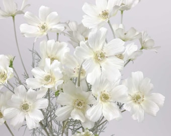 6 Heads Cosmos Flower 60cmH Cream | Artificial Flowers | Home Decor | Flower Decoration | Faux White Cosmos