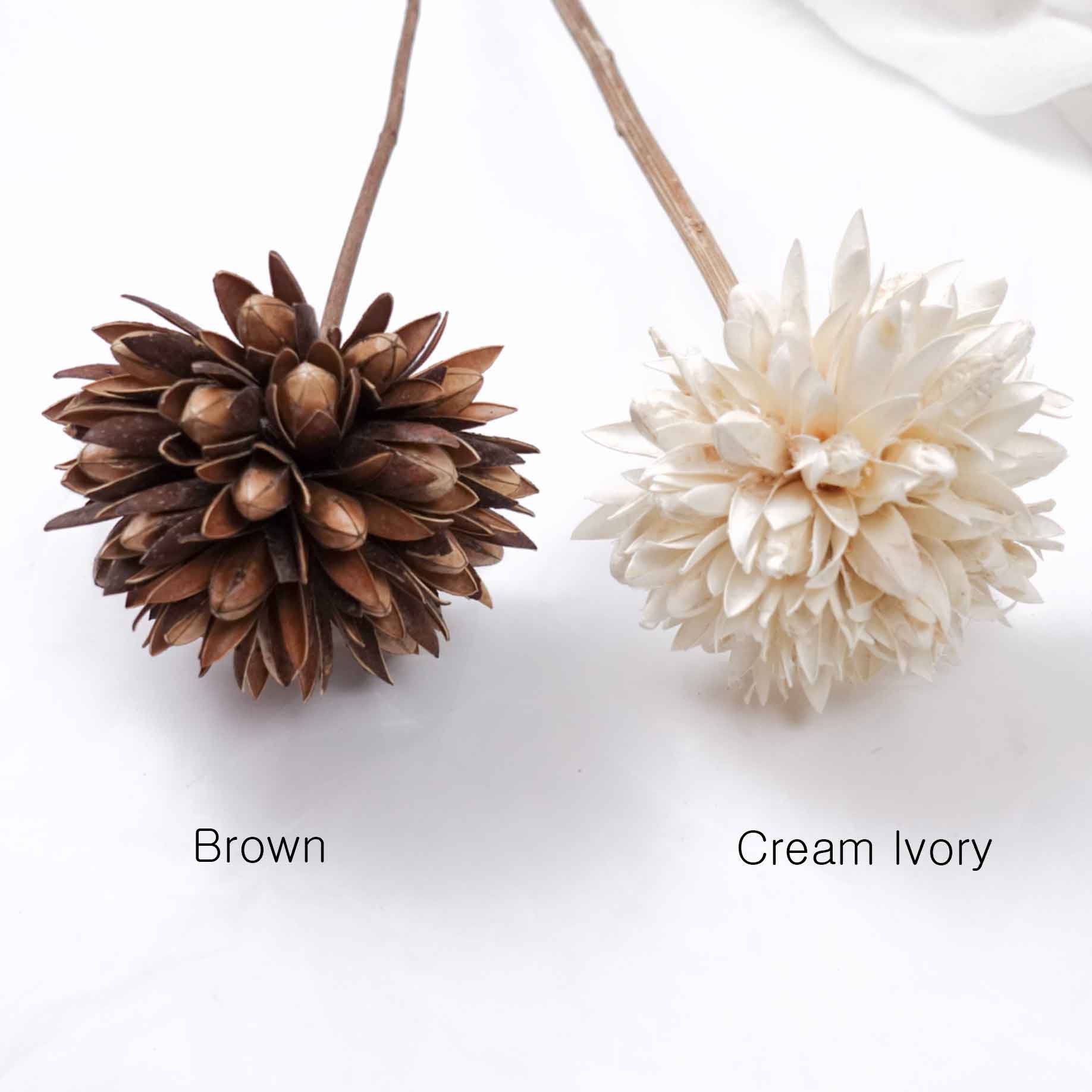 1pcs Dried Natural Magnolia Flower Natural Dried Preserved Etsy