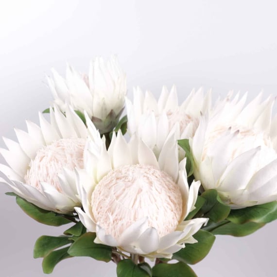 Big Size King Protea Flower Bloom in Cream White 73cmh Australian Native Artificial Flowers Home Party Decor DIY Flower Arranging Etsy