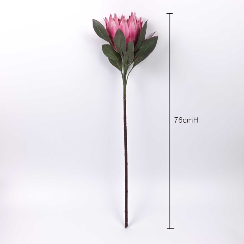 Big Size Protea King Flower Bloom in Pink 76cmh Australian Etsy Australia