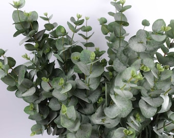 May include: A bunch of artificial eucalyptus stems with green leaves and small buds. The stems are arranged in a cluster, creating a full and lush look.