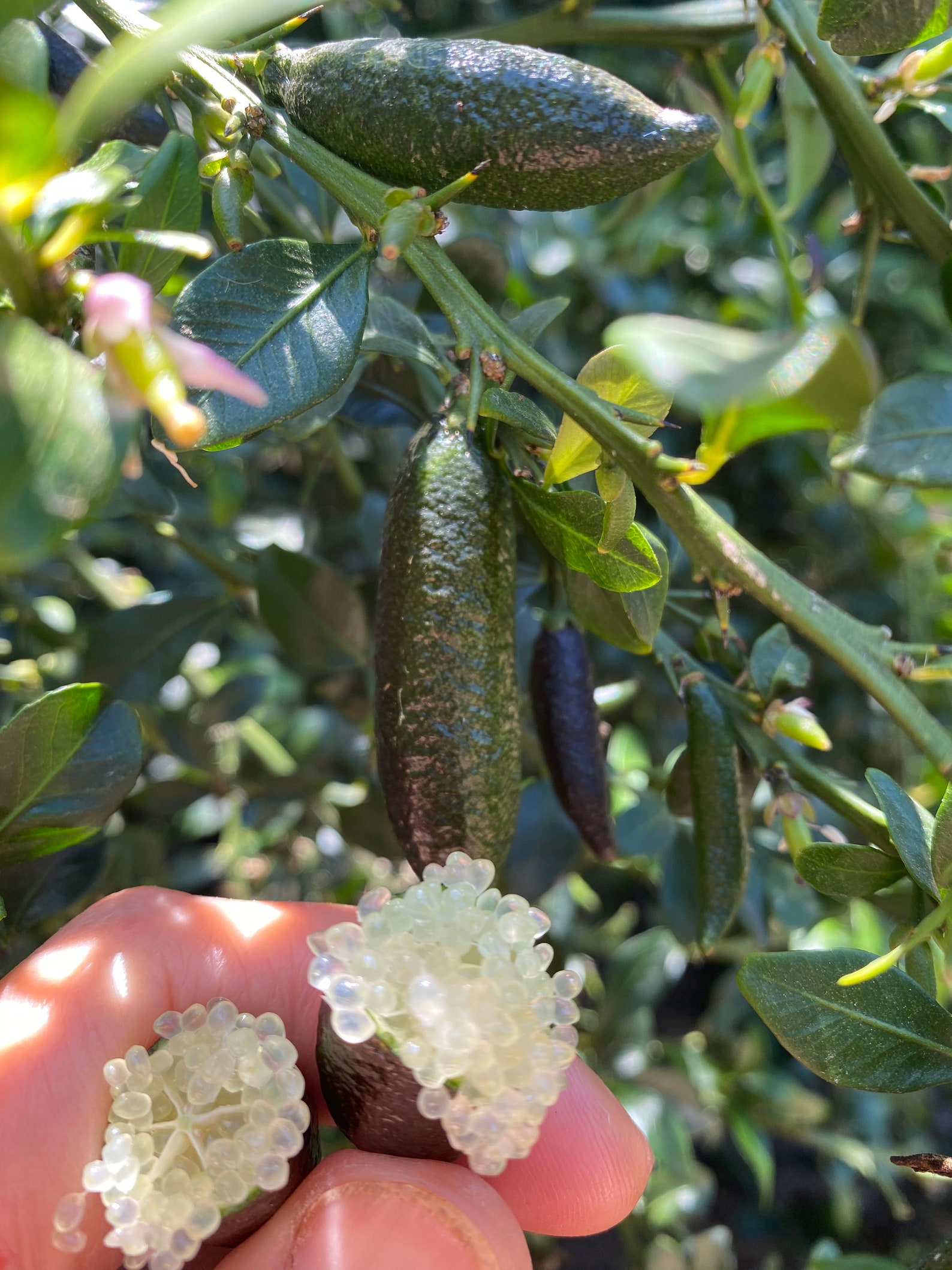 Fresh Organic Finger Limes 24 Count free Priority Shipping Etsy