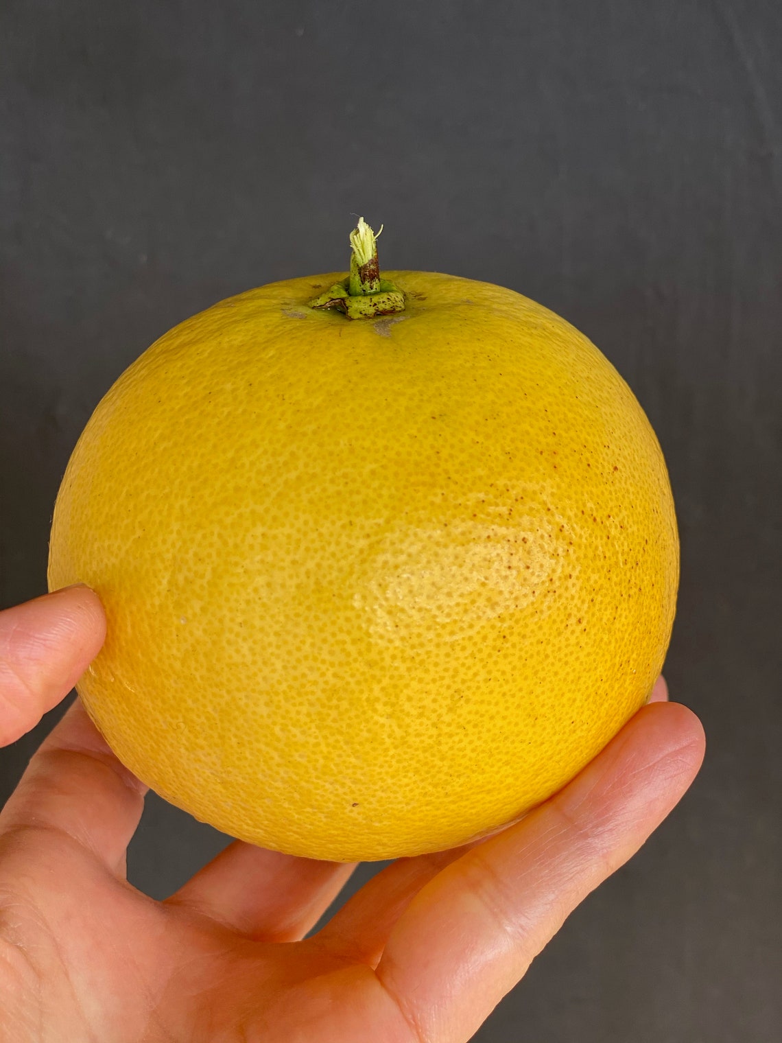 Organically grown Pomelo/Grapefruit Hybrid Sampler Melogold Etsy