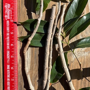 Freshly Cut Lychee "Brewster" Scions – 4 Unrooted Scions for grafting *Includes Priority Shipping
