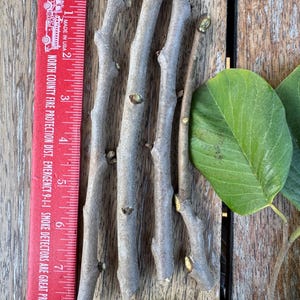 Freshly Cut Cherimoya Scions – 4 Unrooted Scions *Includes Priority Shipping