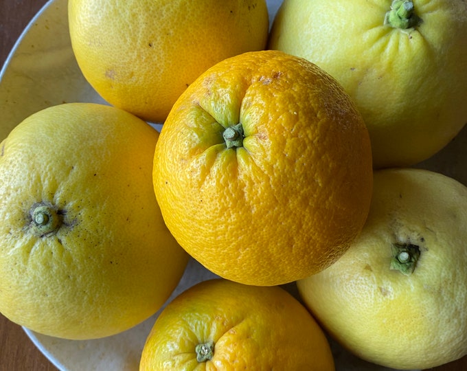 Organically Grown Pomelo Hybrid Sampler Melogold Oroblanco Etsy