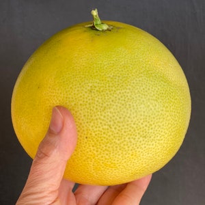 May include: A large, yellow pomelo fruit with a green stem. The fruit is being held in a hand.