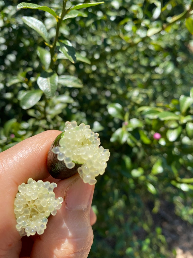 Fresh Organic Finger Limes 24 Count free Priority Shipping Etsy