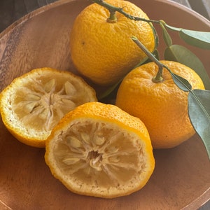 Fresh Yuzu Citrus Fruit 9 counts - Naturally grown & freshly picked as you order *Free Priority Shipping included