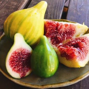 Panache Tiger Stripe Fig  -4 cuttings &quot;Free Priority Shipping!&quot;