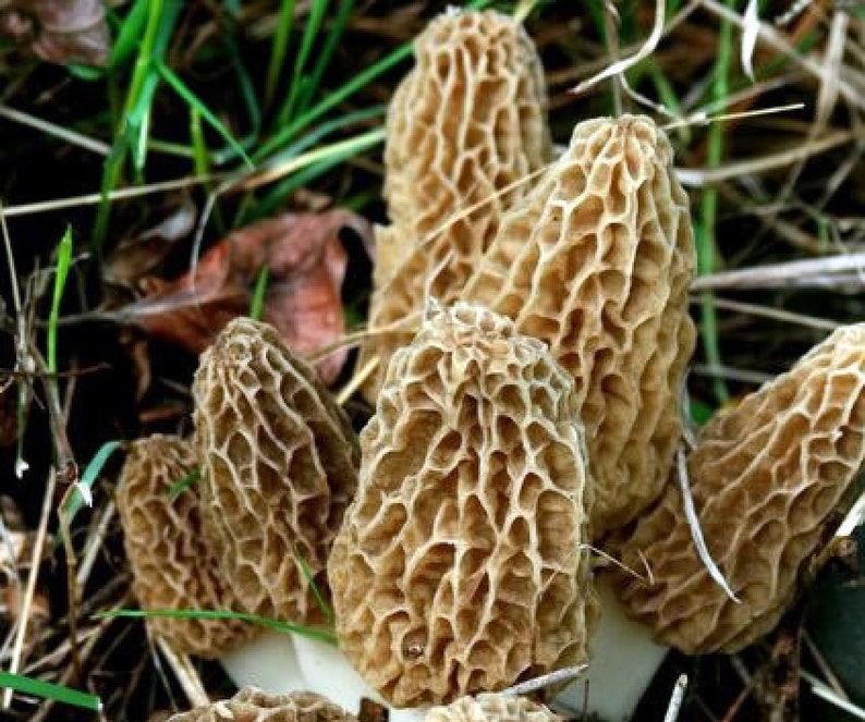 Morel Mushroom Spores in Sawdust Bag Garden Mushroom Seed  Etsy