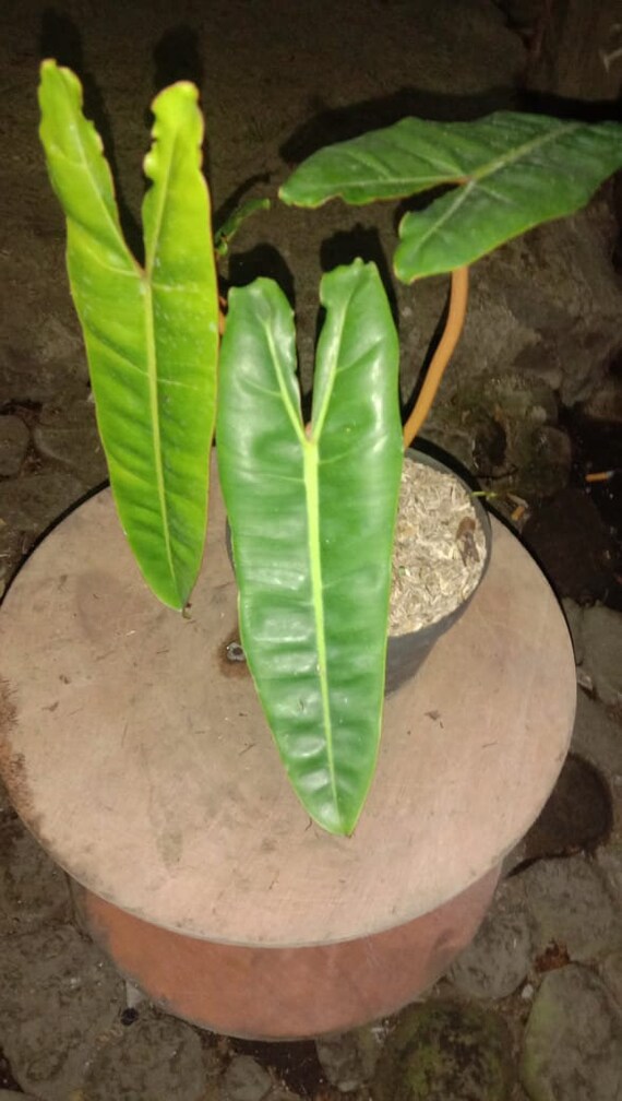 Philodendron Biliateae With Orange Stem Small Sizefree Free Etsy
