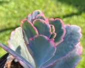 Kalanchoe Fedtschenkoi Variegata Variegated Lavender Scallops Succulent Live Plant